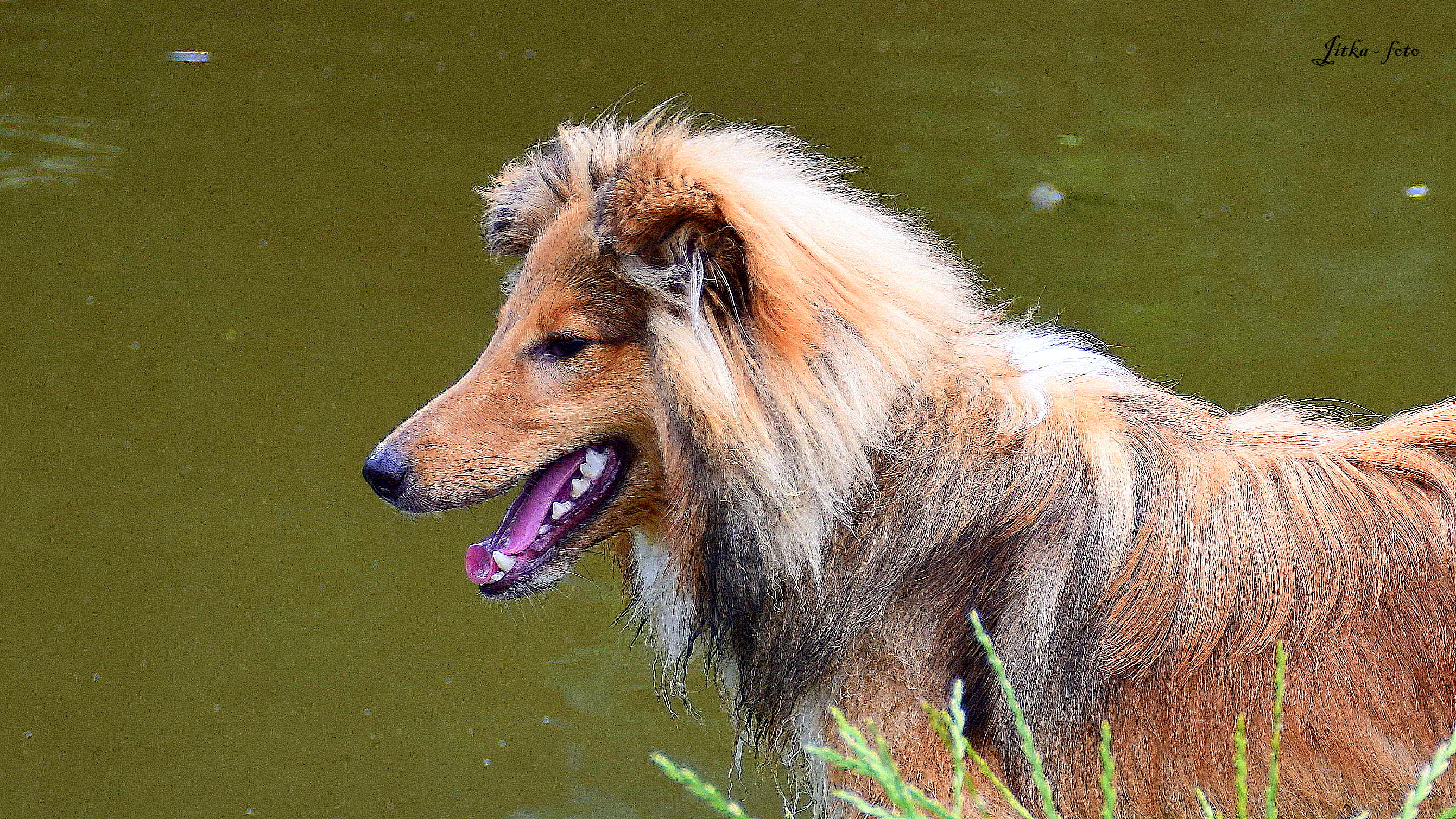 Bastien Baltazar Dancing in the wind